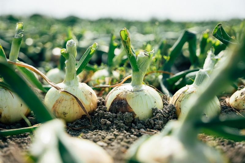 220416_onion_farm_0309